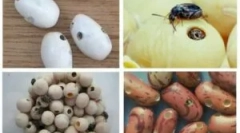 Bugs u pasulju i načinima za borbu protiv njih
